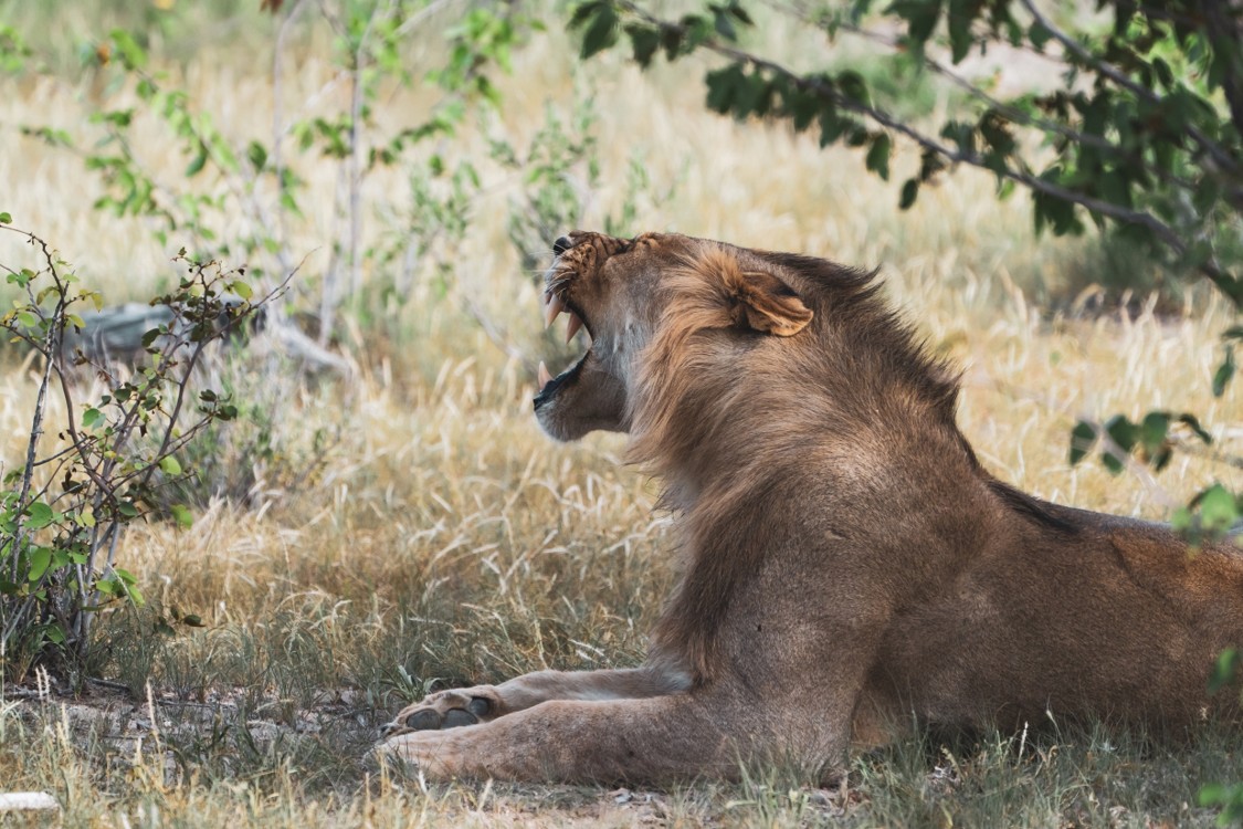 Jour 3 — Safari à Etosha