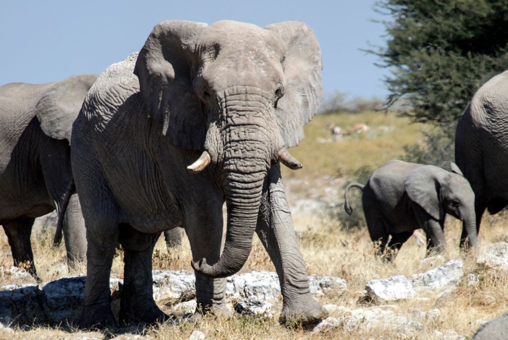 Santé en Namibie : vaccins, paludisme, trousse