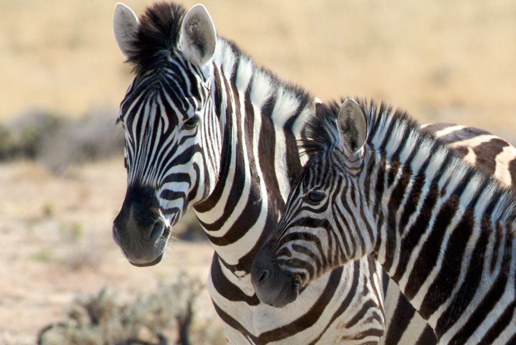 Safari Namibie en famille : âges, rythme et lodges — illustration du guide voyage Namibie