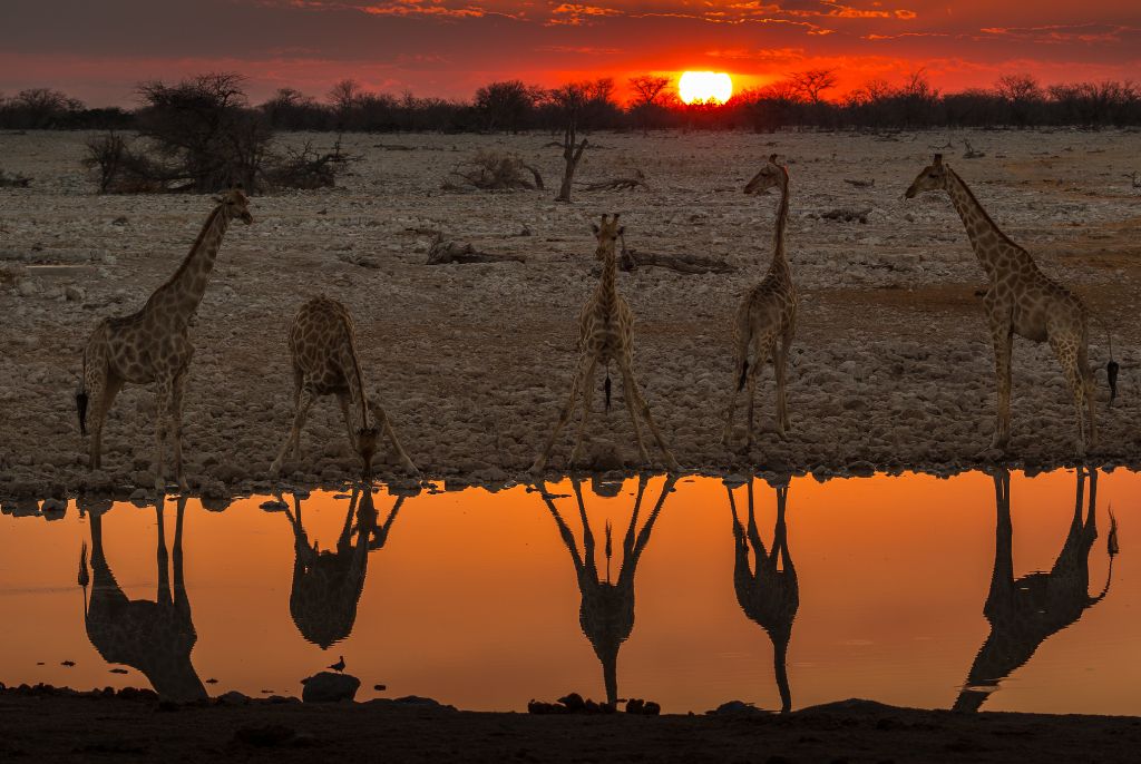 Safari photo en Namibie : lumière, matériel, rythme