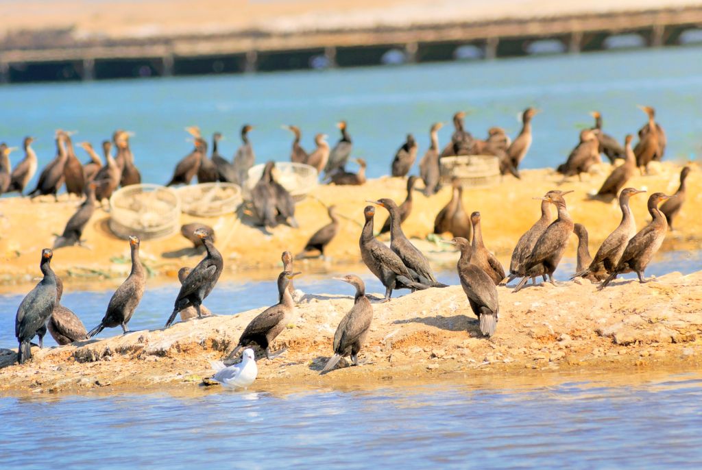 Swakopmund : que faire sur la côte namibienne