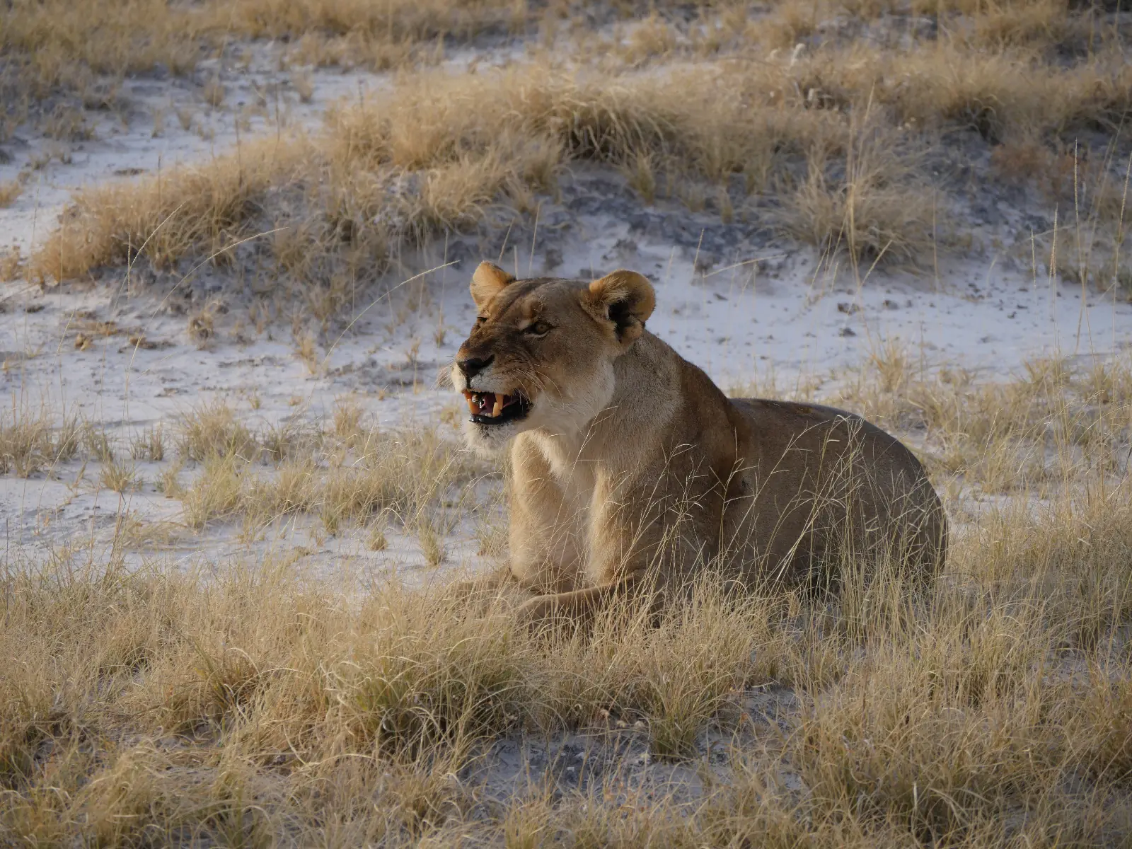 Etosha Est — safari sur mesure
