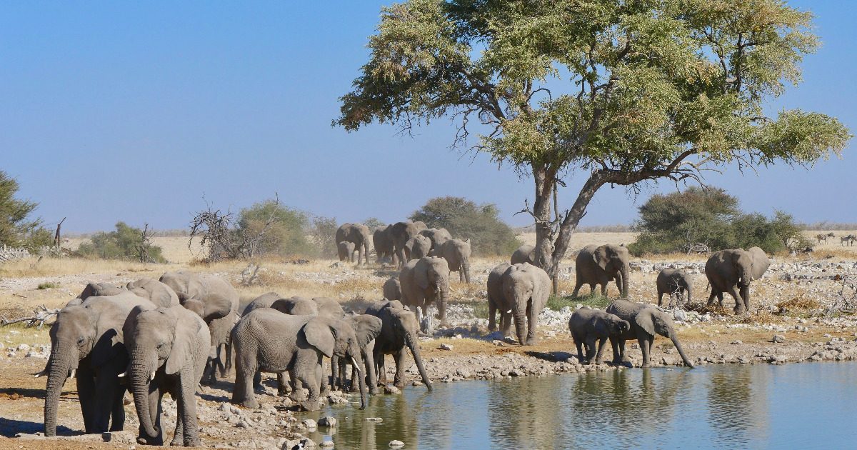 Etosha : combien de nuits, quel camp, quelle saison ? — illustration du guide voyage Namibie