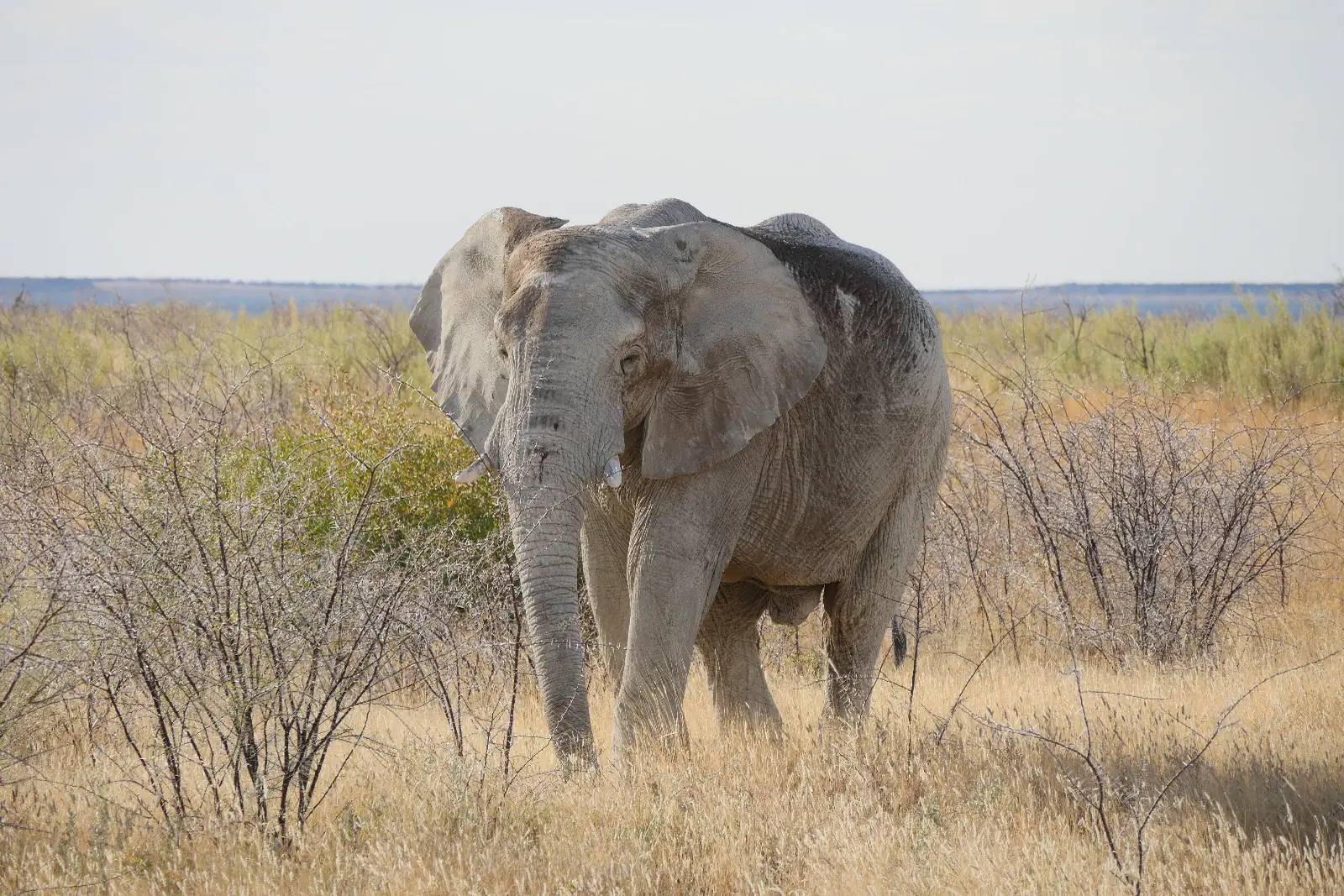 Votre itinéraire sur mesure en Namibie