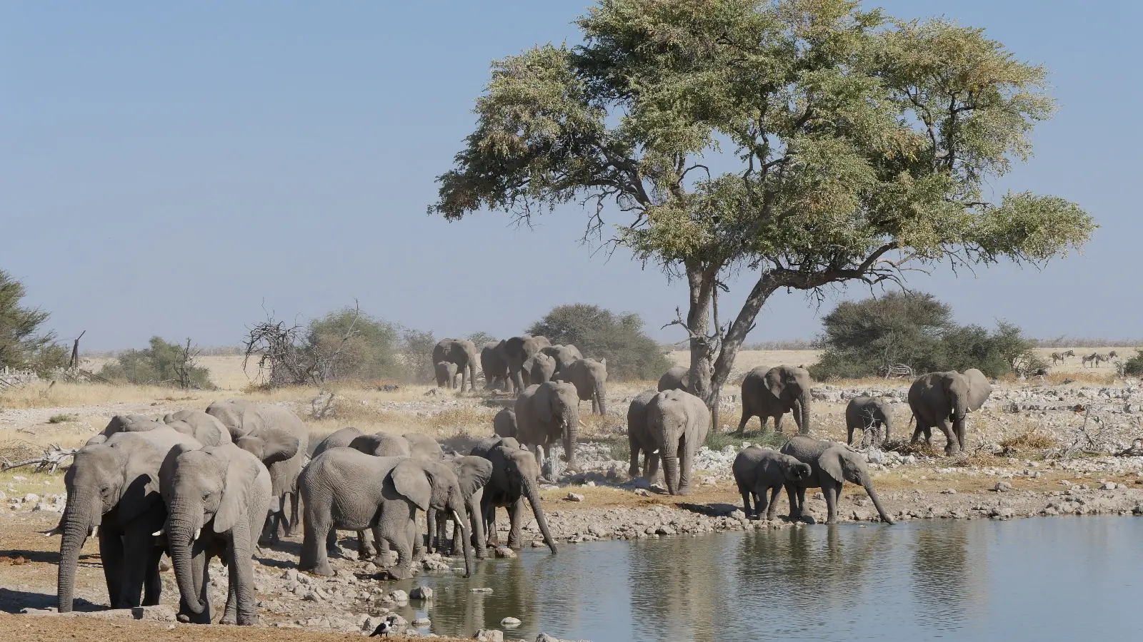 Parc national d’Etosha