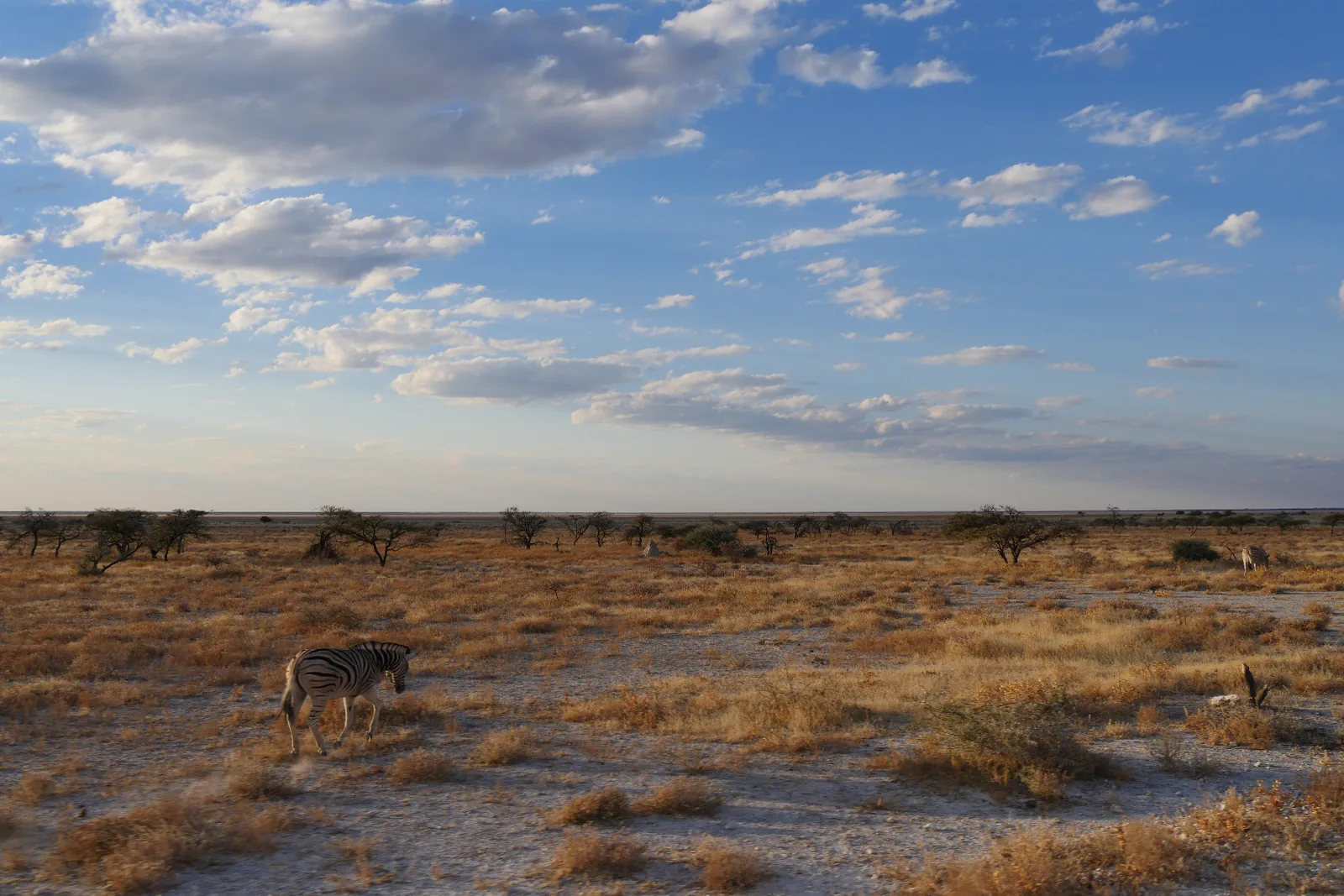 Parc d’Etosha, Namibie