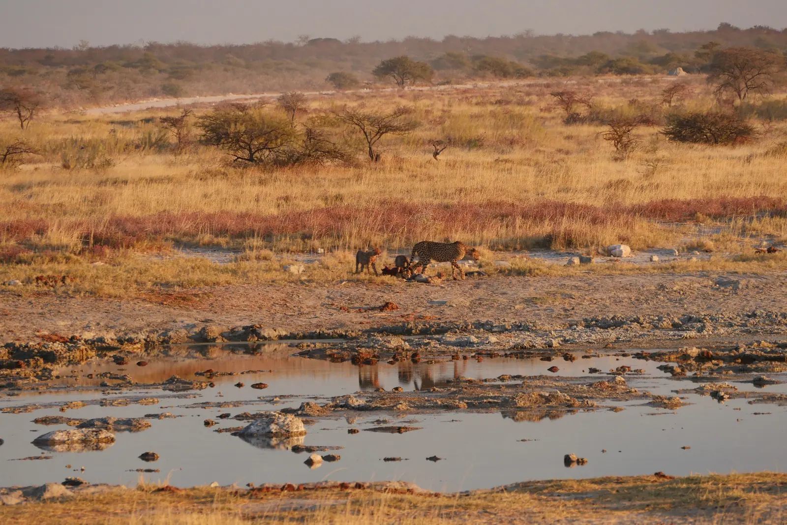 cheetah run