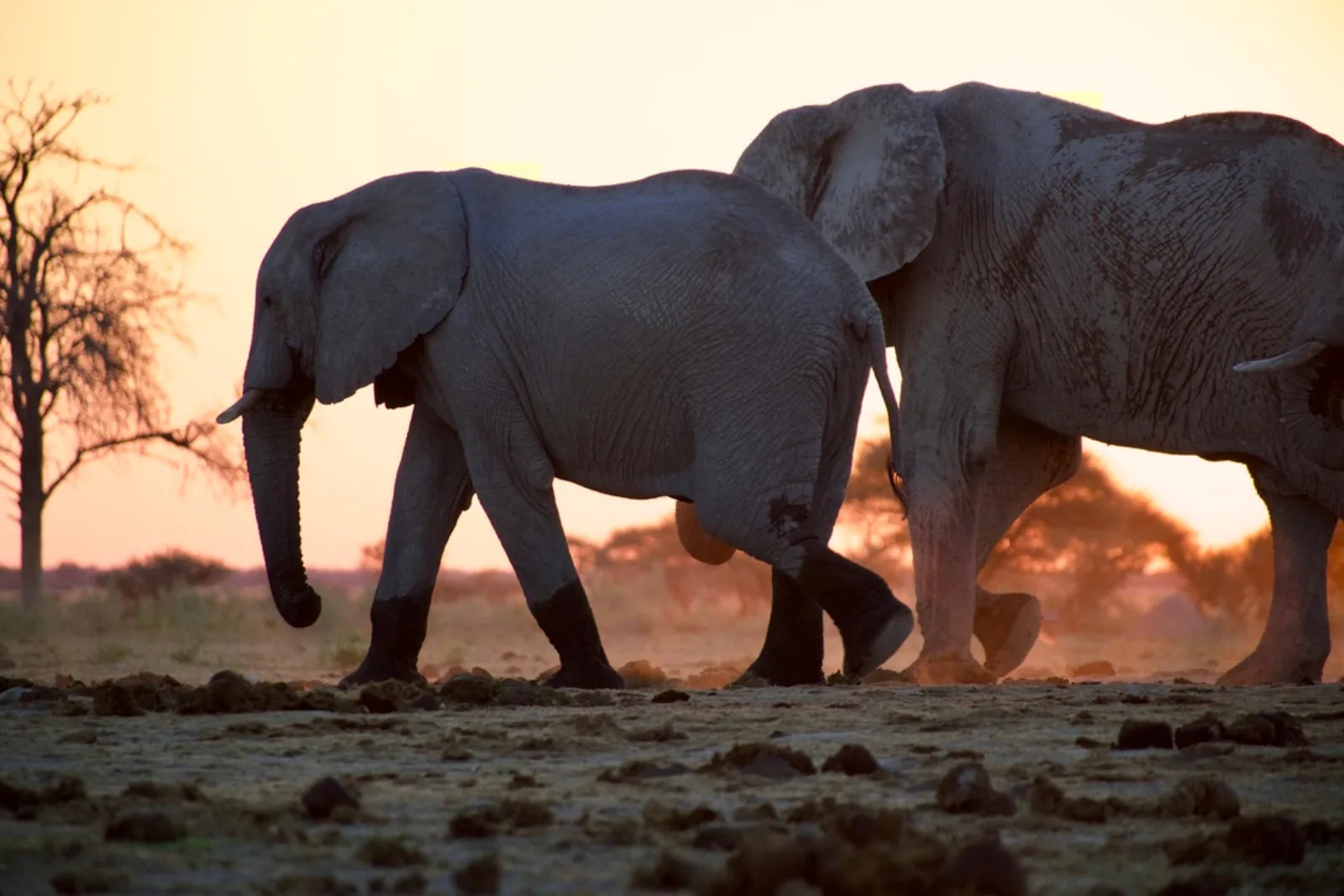 Observation de la faune au bord de l’eau sur le fleuve Chobe en fin de journée