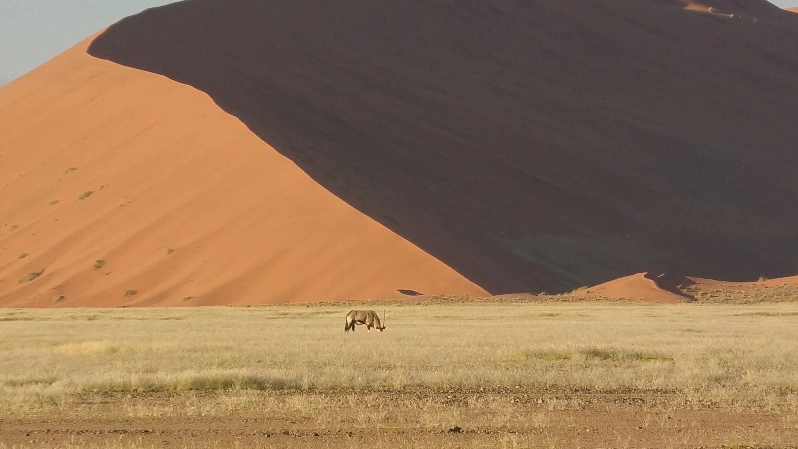 Lumière du matin sur Deadvlei et les dunes du Namib