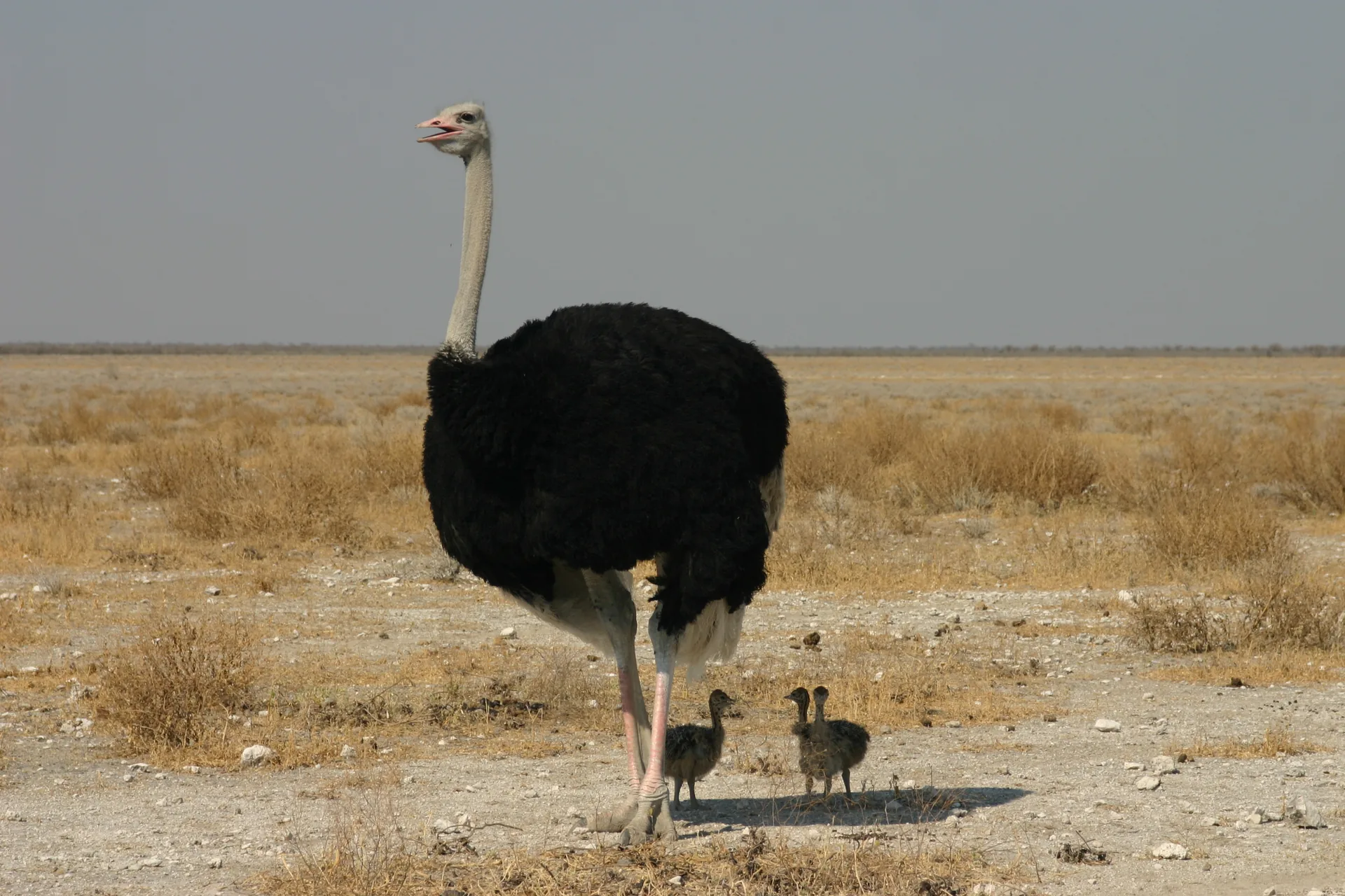 Jour 9 — Roadtrip en Namibie du Kalahari à Etosha, tout en lodge