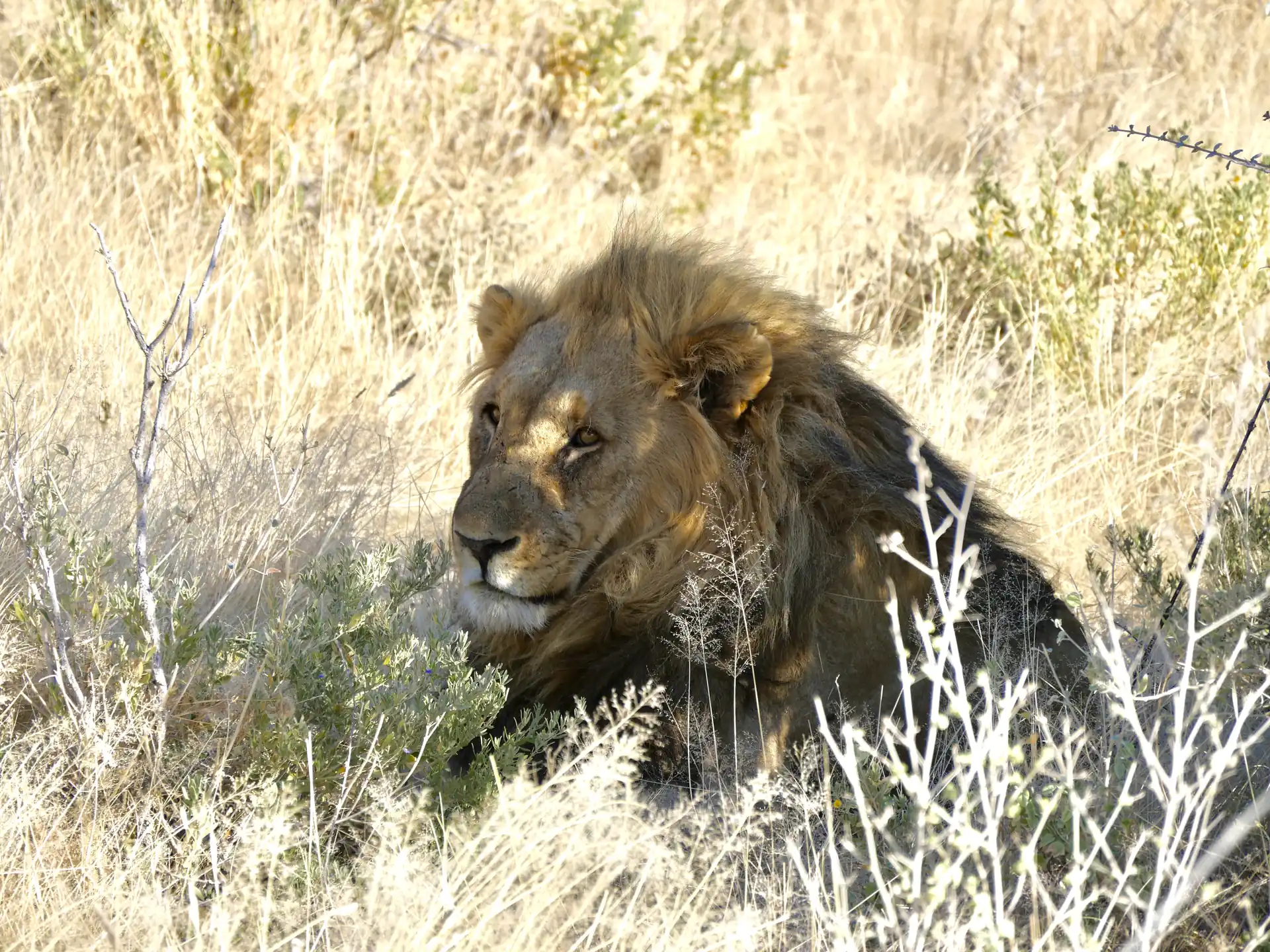 Jour 9 — Roadtrip en Namibie du Kalahari à Etosha, tout en lodge