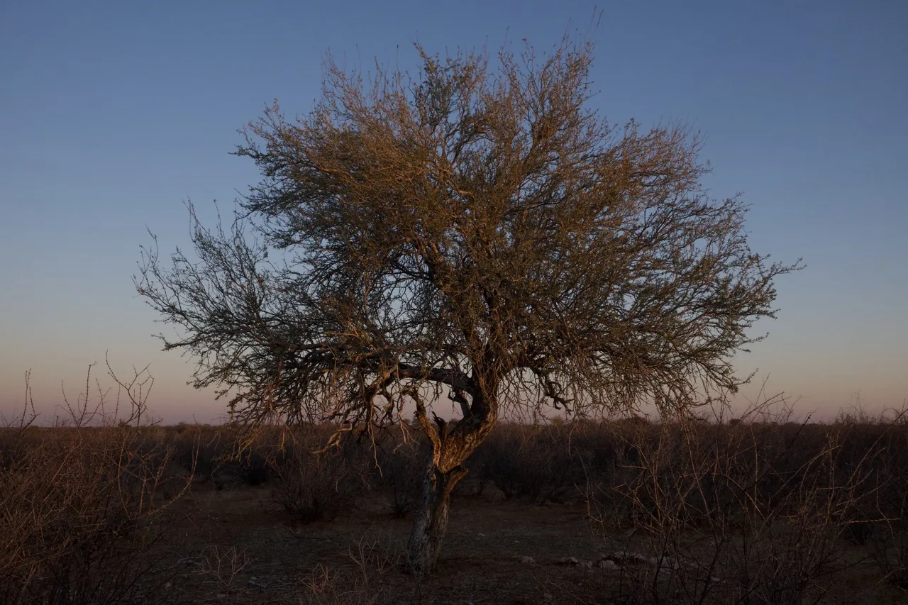 Jour 2 — Roadtrip en Namibie du Kalahari à Etosha, tout en lodge
