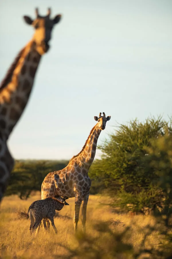 Jour 12 — Roadtrip en Namibie du Kalahari à Etosha, tout en lodge