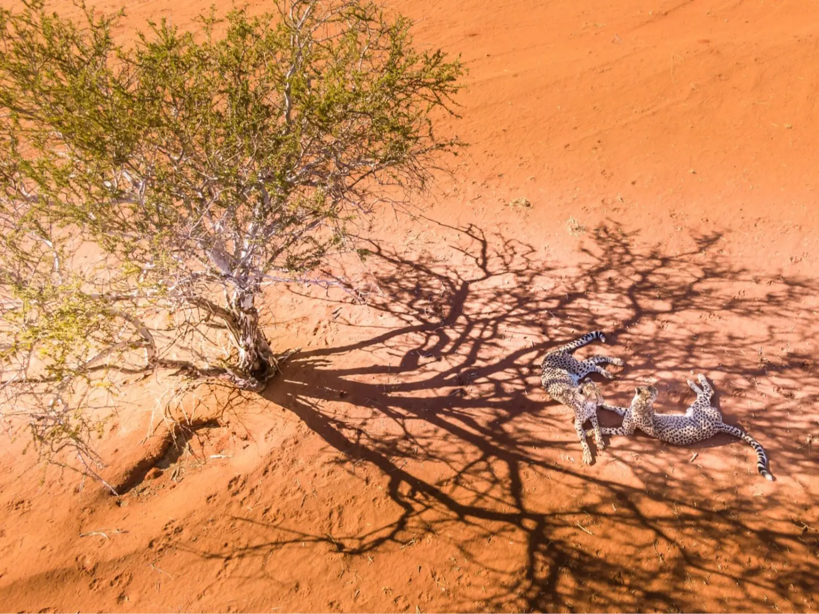 Roadtrip en Namibie du Kalahari à Etosha, tout en lodge — aperçu du circuit