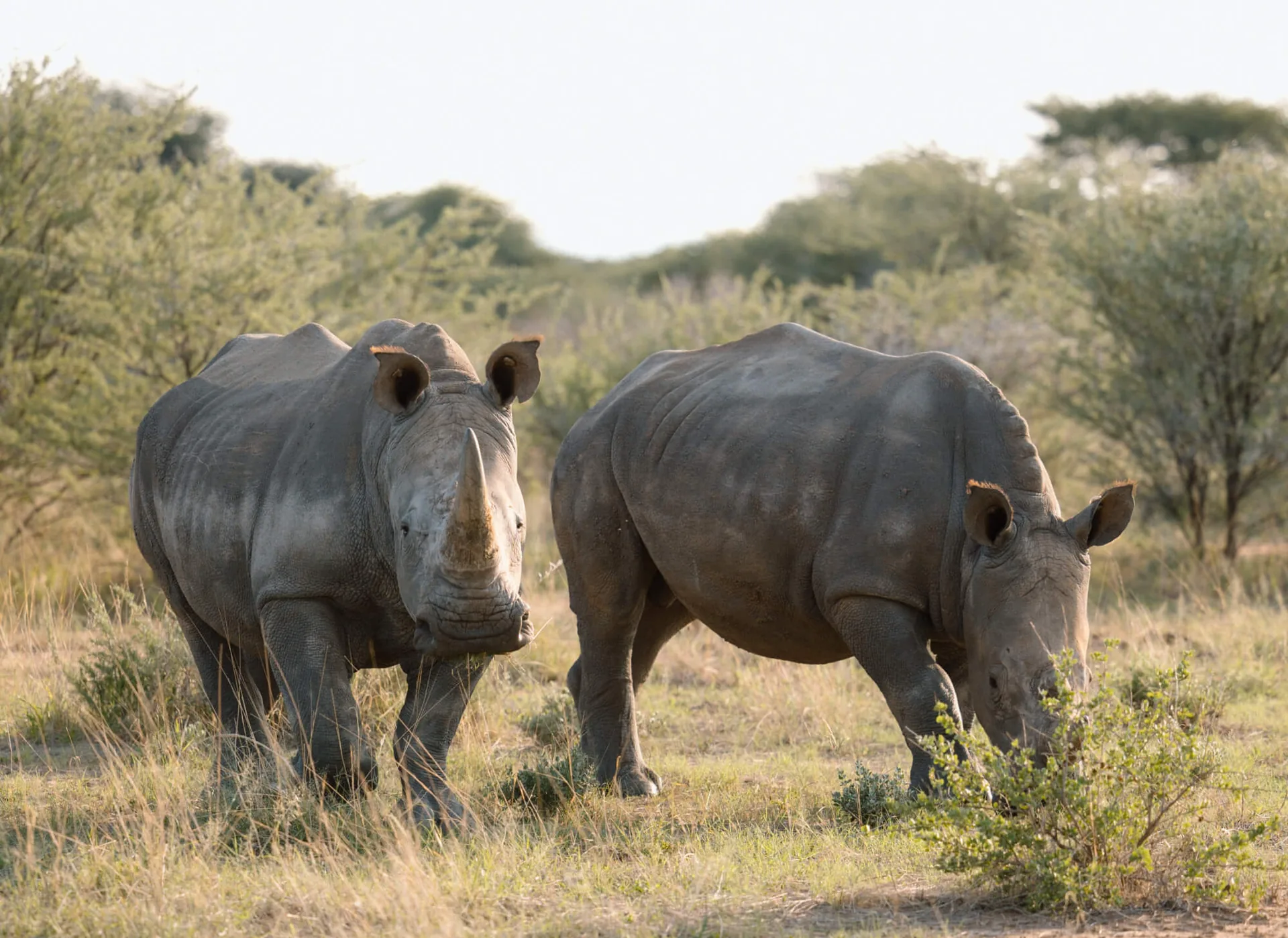Jour 15 — Départ d'Etosha Est pour Otjiwarongo - 320 Kms 3h30
