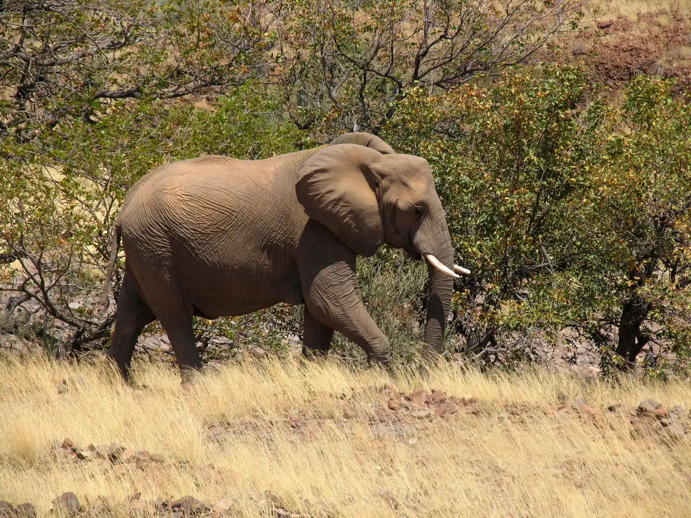 Jour 11 — Namibie grand format     du Fish River Canyon jusqu'à Etosha      lodge et camping