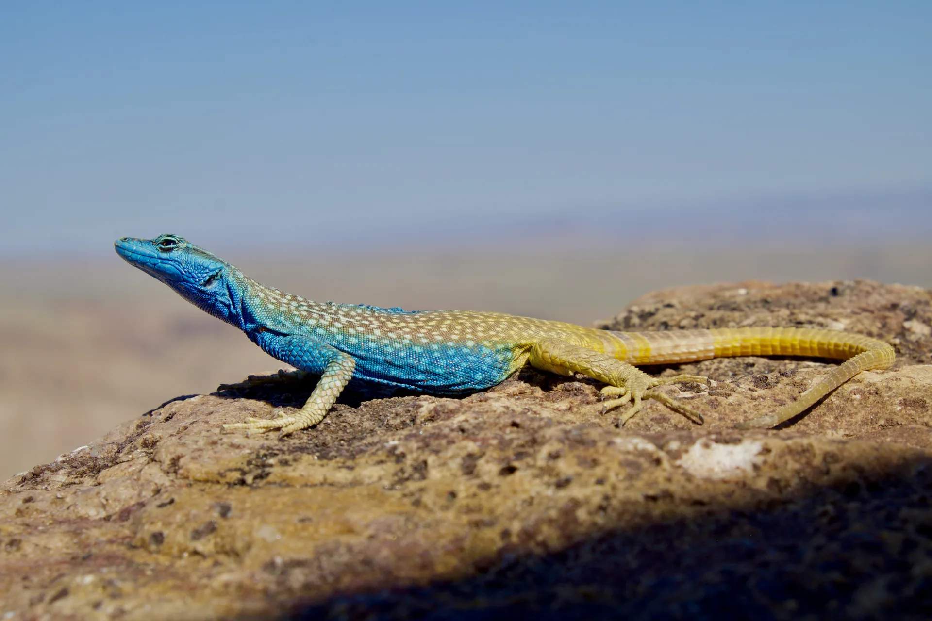 Jour 4 — Namibie grand format     du Fish River Canyon jusqu'à Etosha      lodge et camping
