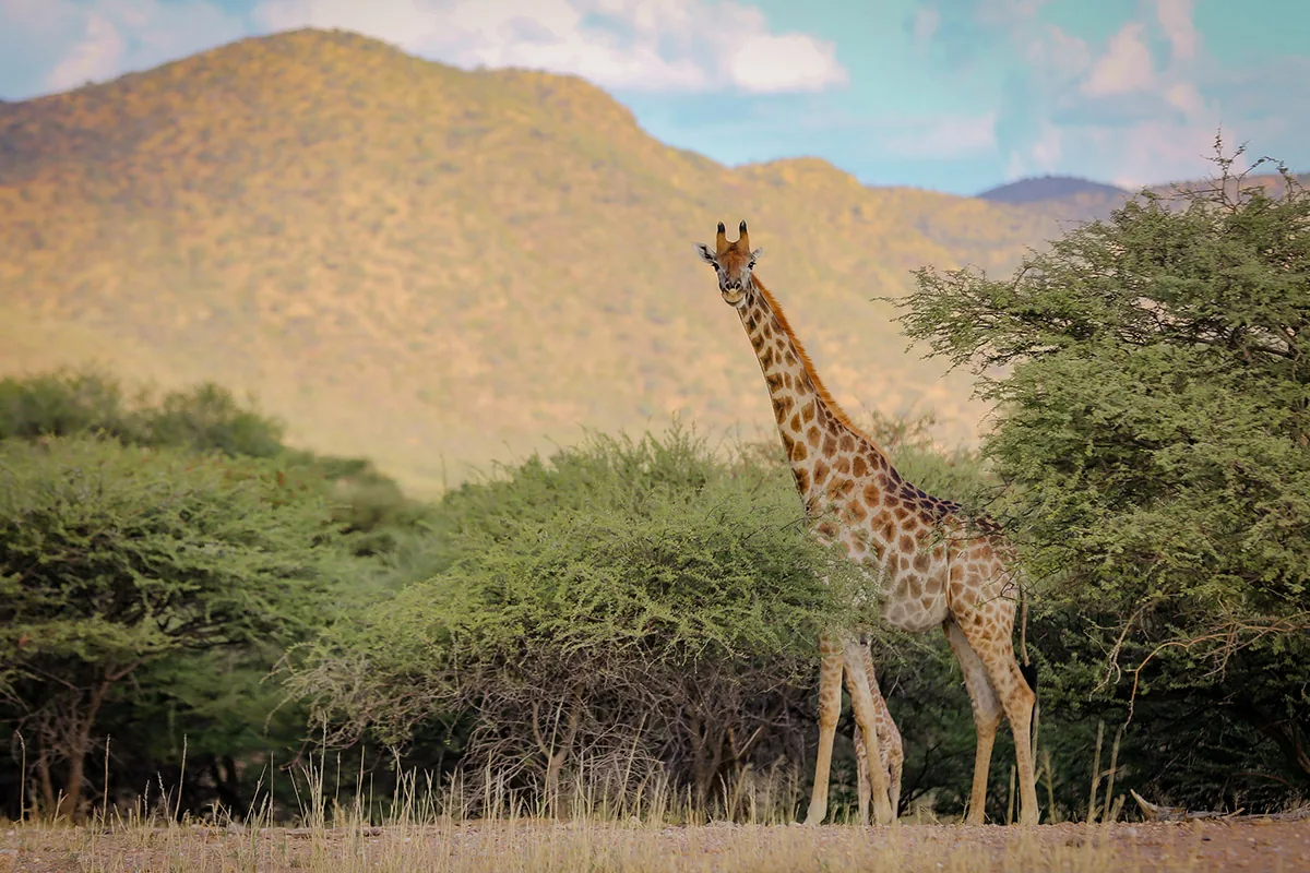 Jour 17 — Namibie grand format     du Fish River Canyon jusqu'à Etosha      lodge et camping