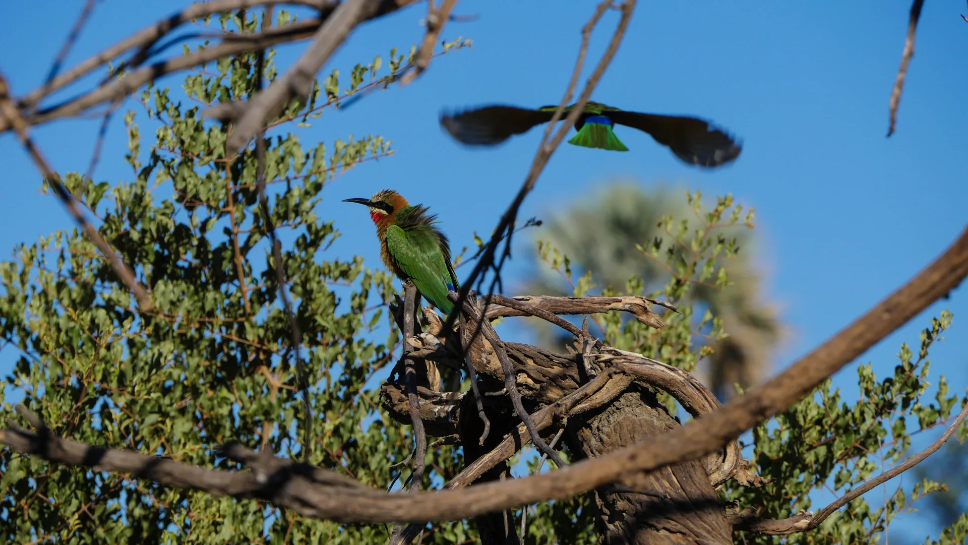 Jour 15 — Roadtrip de la Namibie aux Chutes Victoria en lodge et Camping