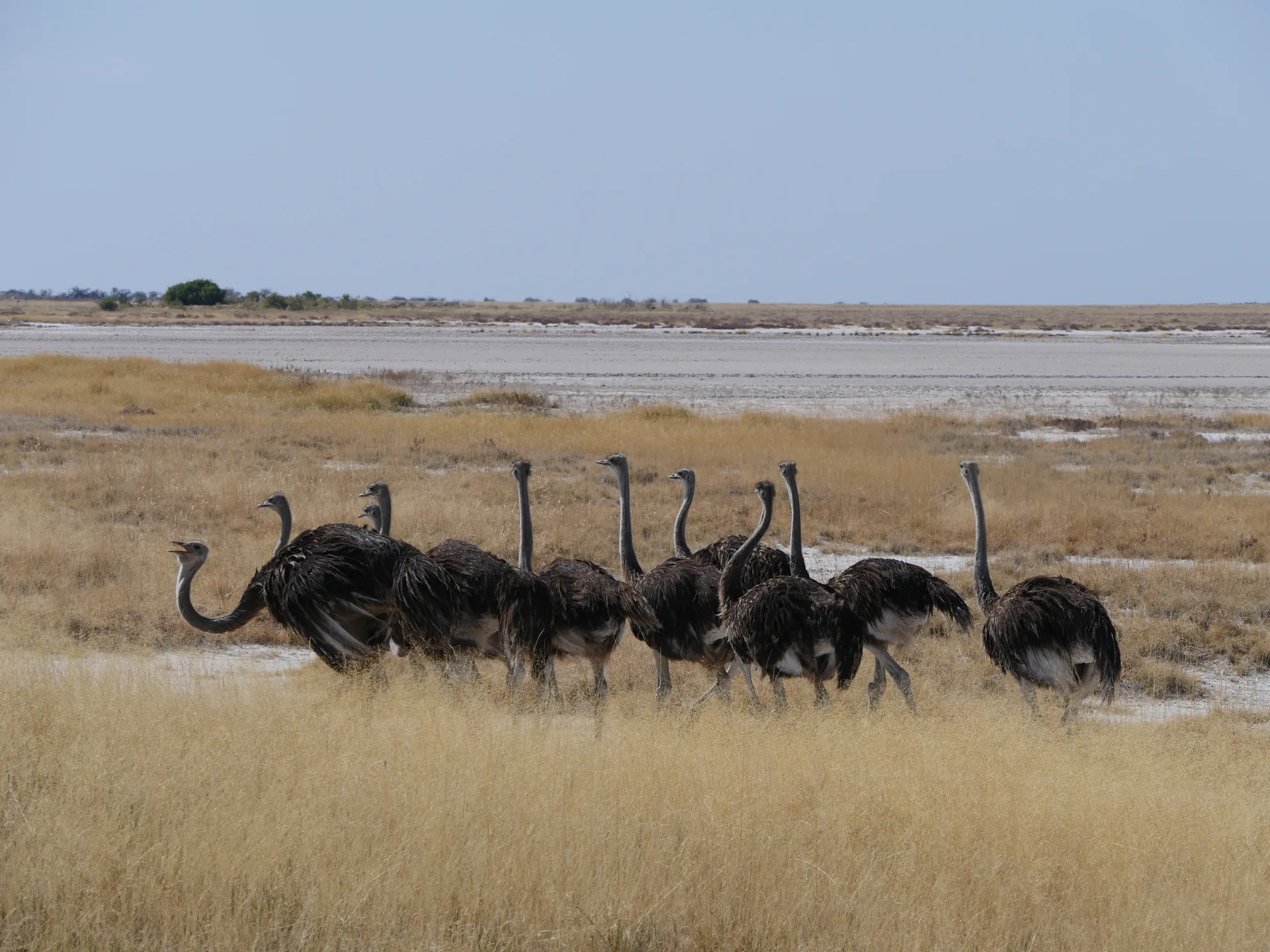 Jour 7 & 8 — Roadtrip de la Namibie aux Chutes Victoria en lodge et Camping