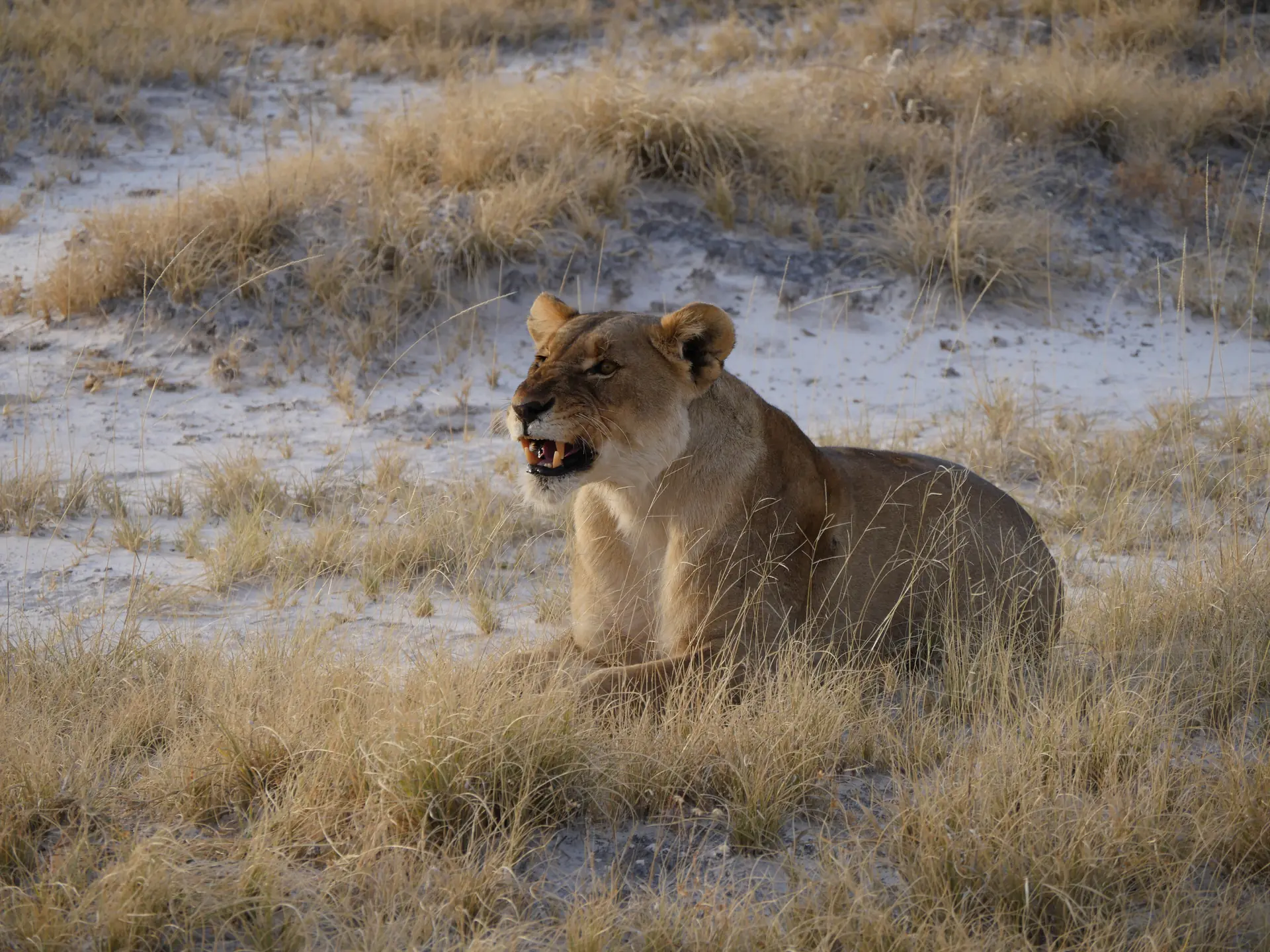 Jour 6 — De Spitzkoppe à Etosha Sud - 390 kms 5h00