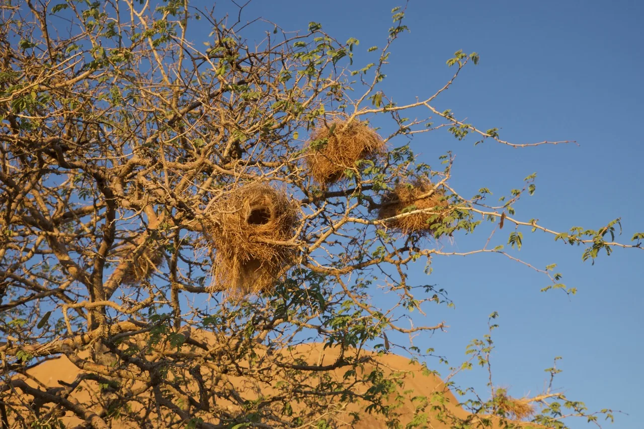 Jour 6 — De la Namibie aux Chutes Victoria tout en lodges