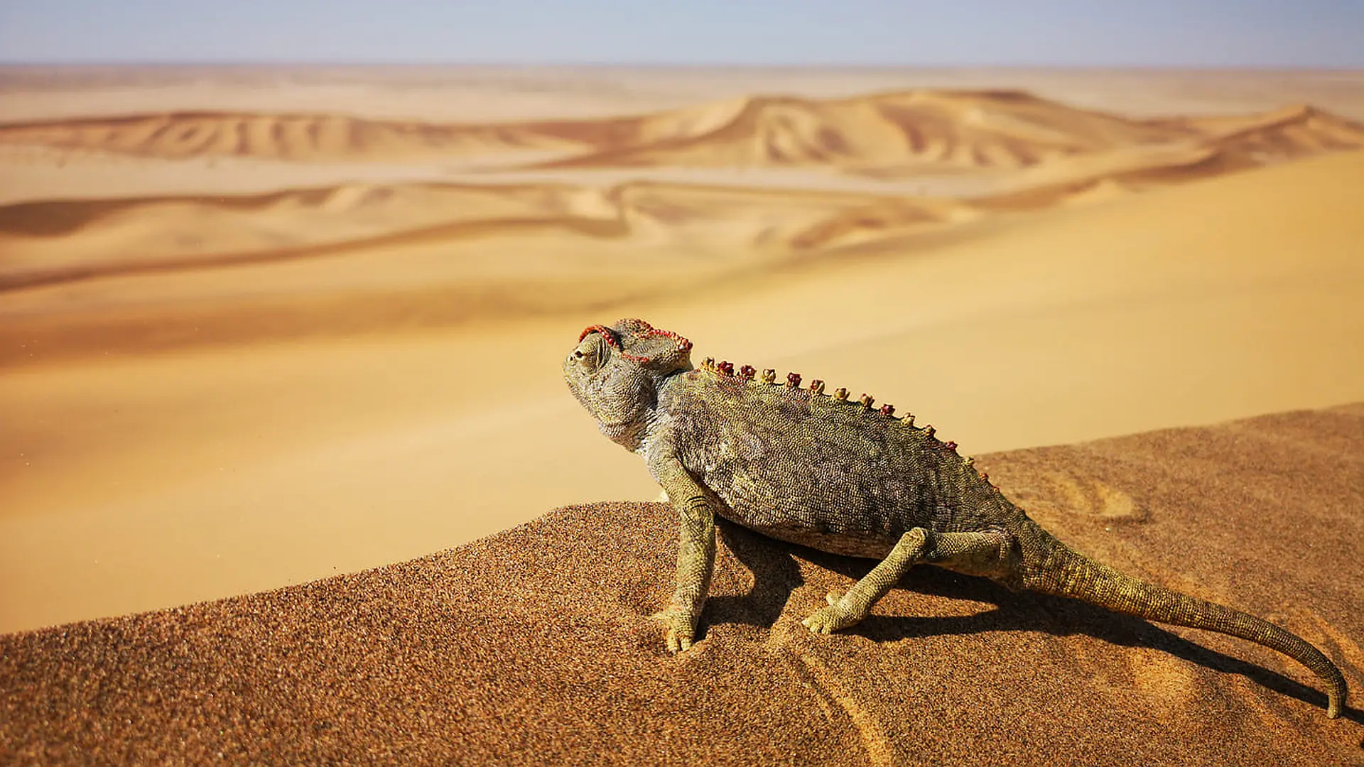 Jour 6 — Les essentiels de la Namibie  11 jours guidé francophone