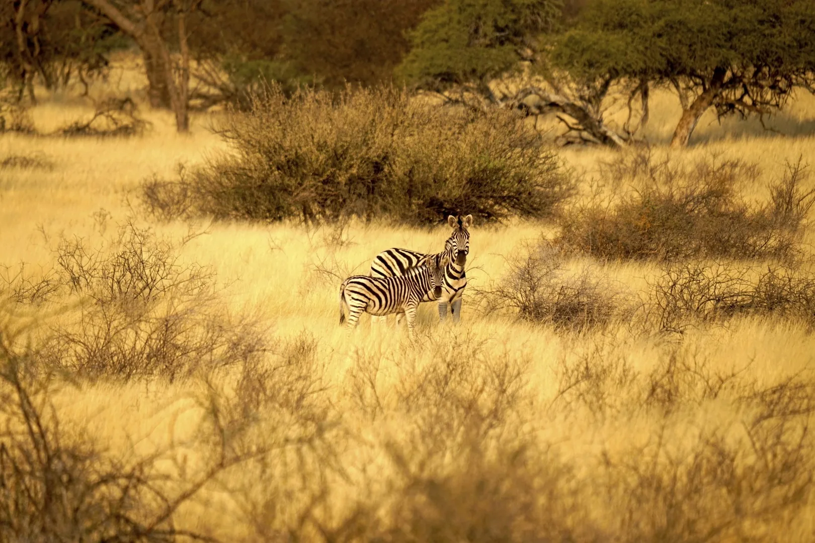 Jour 9 — Les essentiels de la Namibie  11 jours guidé francophone