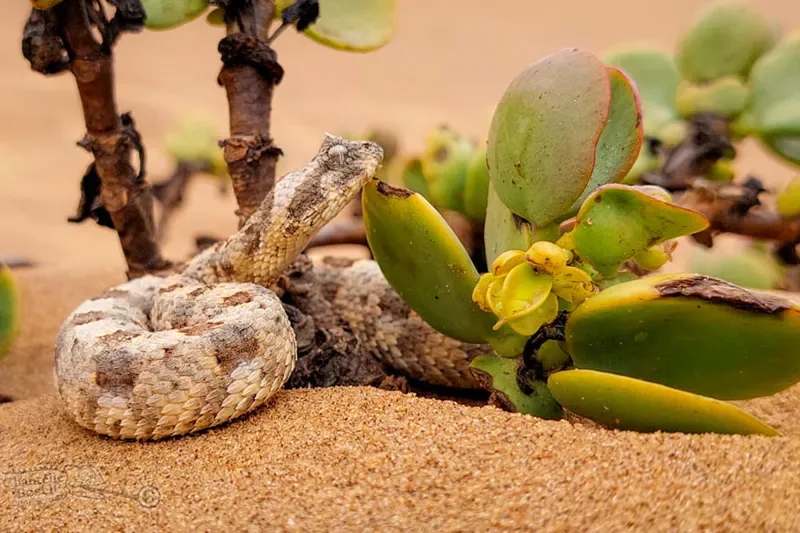 Jour 6 — Les essentiels de la Namibie  11 jours guidé francophone