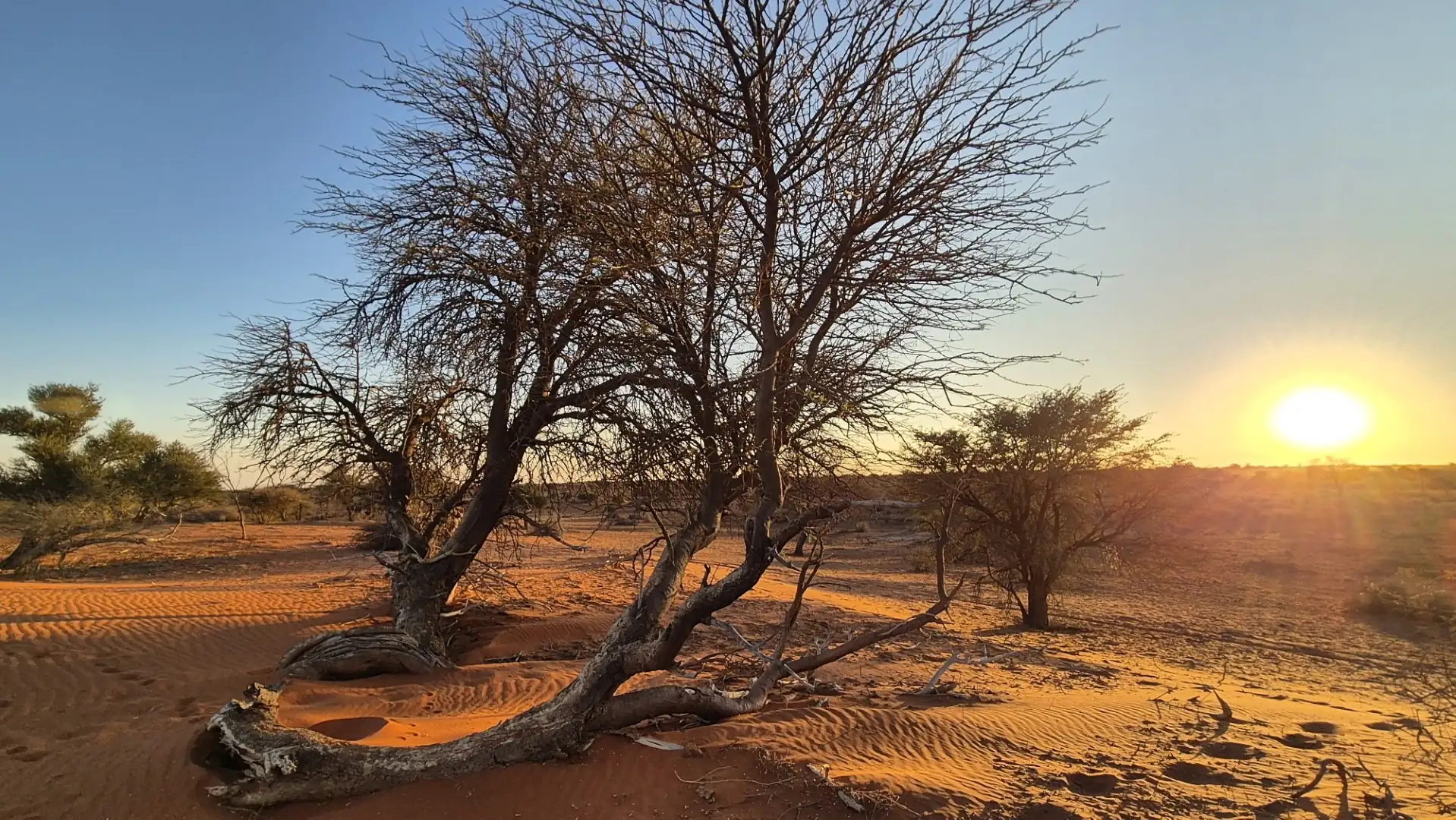 Jour 9 — Les essentiels de la Namibie  11 jours guidé francophone