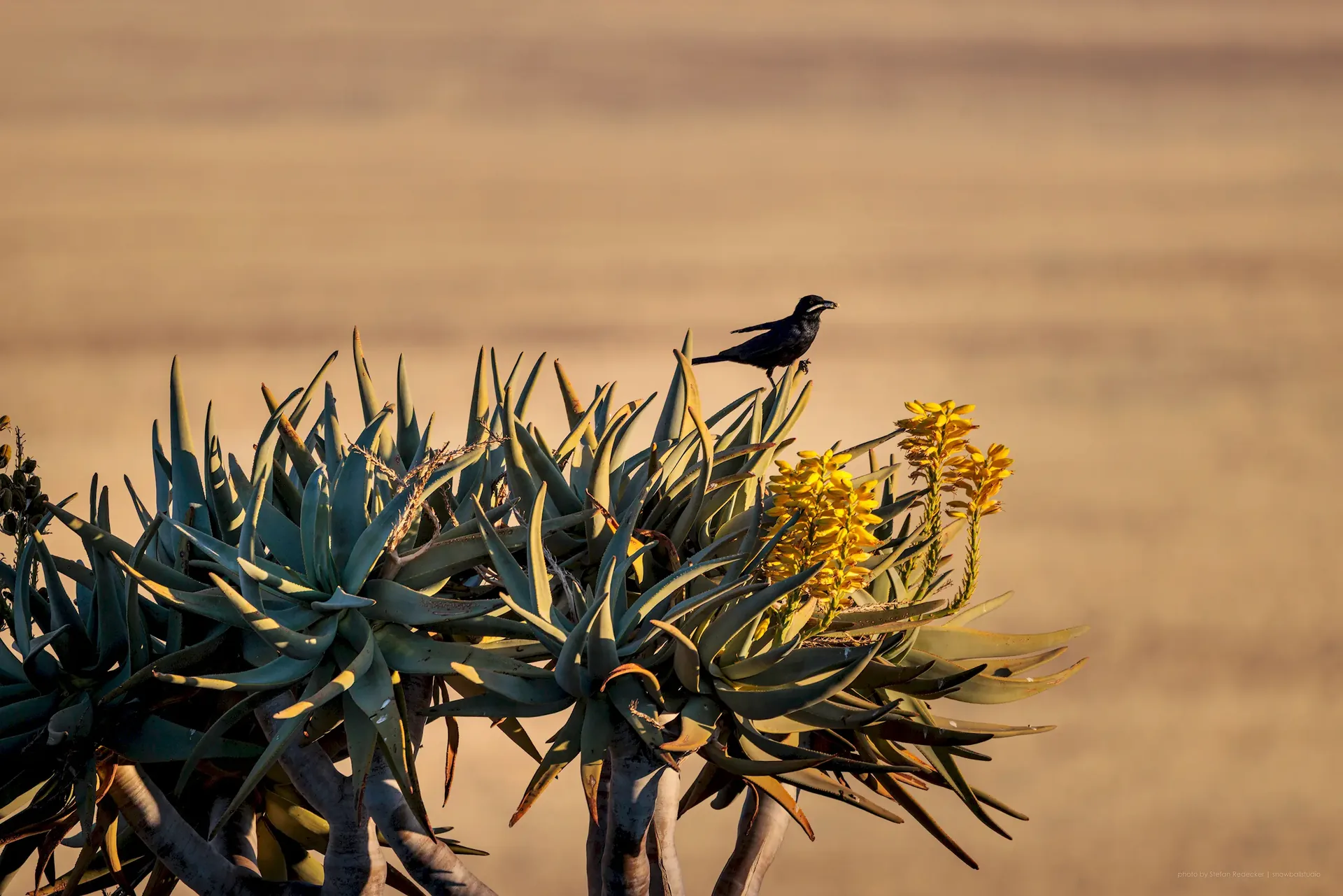 Jour 11 — Les essentiels de la Namibie  11 jours guidé francophone