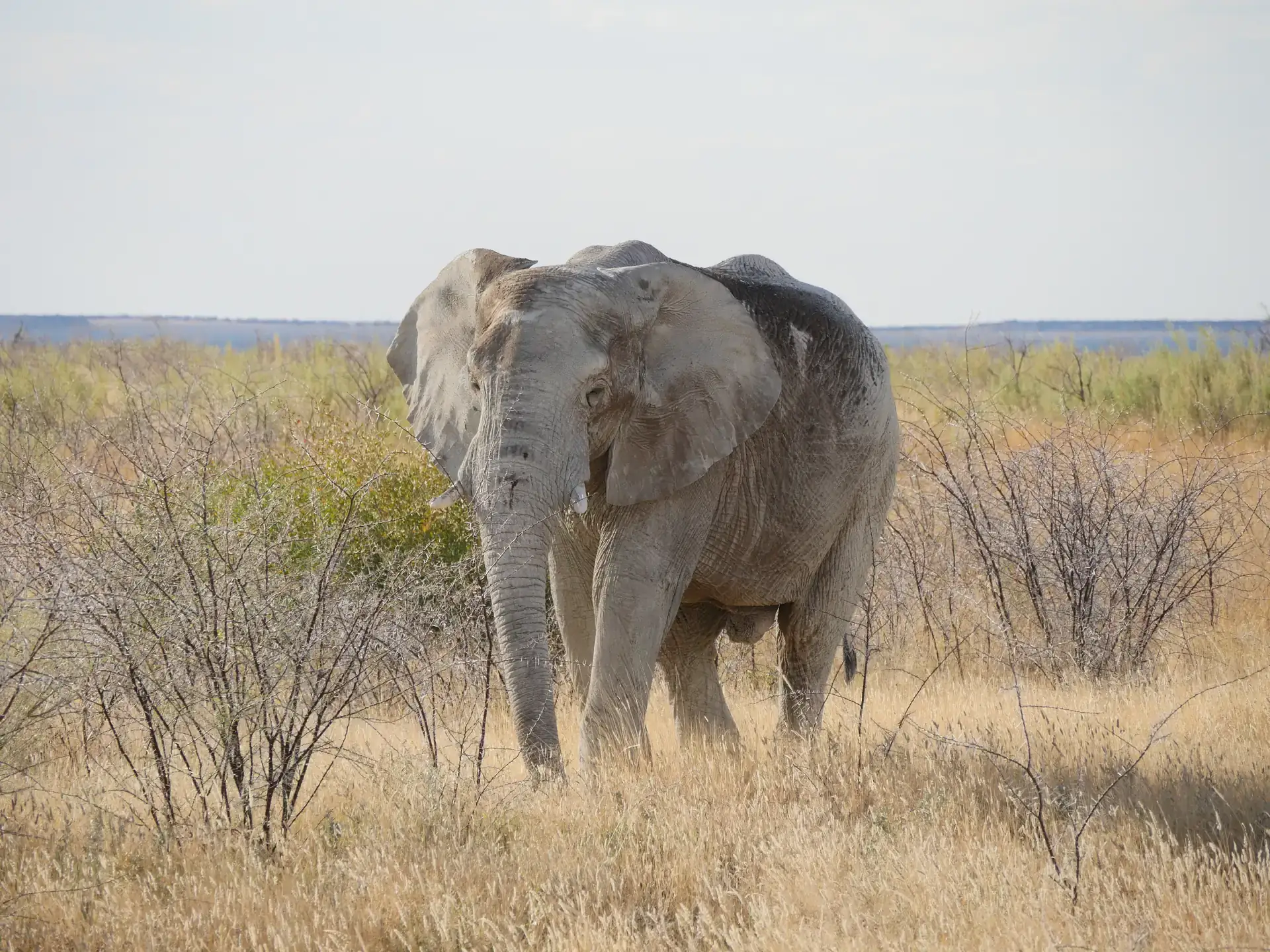 Jour 2 — Les essentiels de la Namibie  11 jours guidé francophone