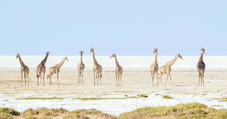 Jour 7 — De la Namibie aux chutes Victoria 13 jours guidé francophone